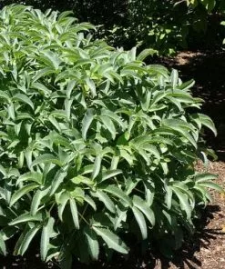 Future Forests Helleborus Argutifolius