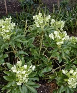 Future Forests Helleborus Argutifolius