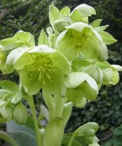 Future Forests Helleborus Argutifolius