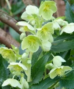 Future Forests Helleborus Argutifolius