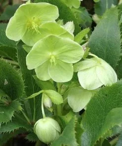 Future Forests Helleborus Argutifolius