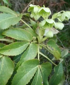 Future Forests Helleborus Argutifolius