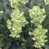 Future Forests Helleborus Argutifolius Silver Lace All Perennials