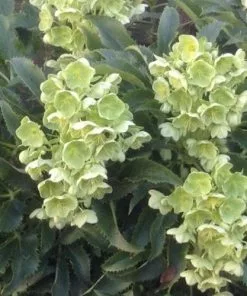 Future Forests Helleborus Argutifolius Silver Lace All Perennials