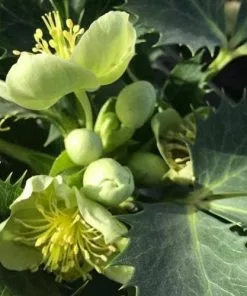 Future Forests Helleborus Argutifolius Silver Lace All Perennials