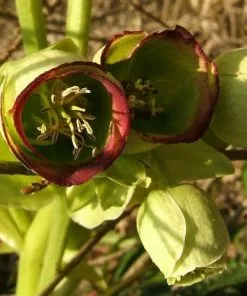 Future Forests Helleborus Foetidus AGM