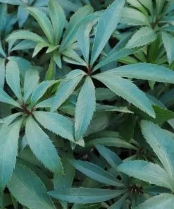 Future Forests Helleborus Foetidus AGM