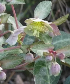 Future Forests Helleborus Lividus