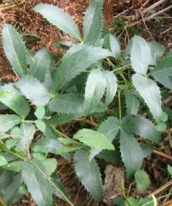 Future Forests Helleborus Lividus