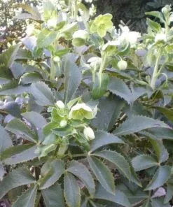 Future Forests Helleborus Lividus