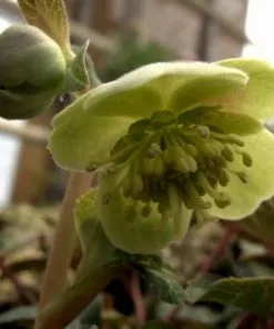 Future Forests Helleborus Lividus