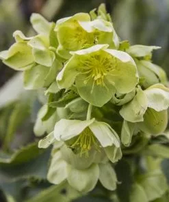 Future Forests Helleborus Lividus