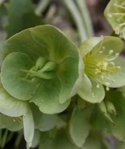 Future Forests Helleborus Lividus