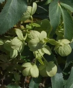 Future Forests Helleborus Lividus