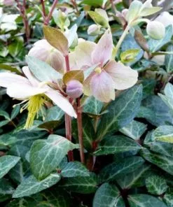 Future Forests Helleborus Lividus