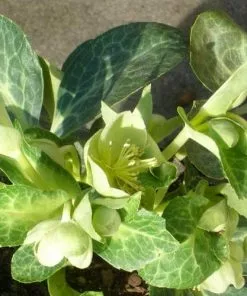 Future Forests Helleborus Lividus White Marble 7 Future Forests Helleborus Lividus White Marble