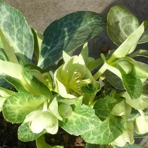 Future Forests Helleborus Lividus White Marble 4 Future Forests Helleborus Lividus White Marble