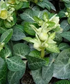 Future Forests Helleborus Lividus White Marble 8 Future Forests Helleborus Lividus White Marble