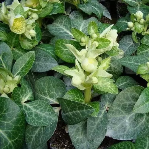 Future Forests Helleborus Lividus White Marble 5 Future Forests Helleborus Lividus White Marble