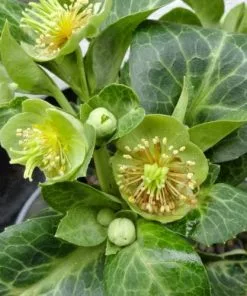 Future Forests Helleborus Lividus White Marble 9 Future Forests Helleborus Lividus White Marble