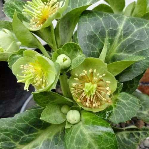 Future Forests Helleborus Lividus White Marble 6 Future Forests Helleborus Lividus White Marble