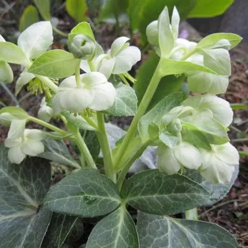 Future Forests Helleborus Lividus White Marble 3 Future Forests Helleborus Lividus White Marble