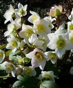 Future Forests Helleborus Niger