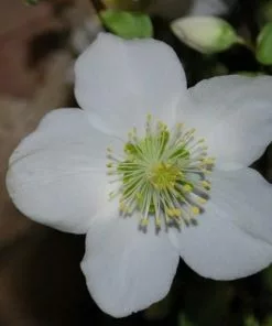 Future Forests Helleborus Niger