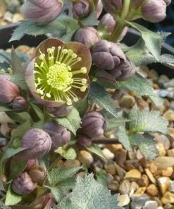 Future Forests All Perennials Helleborus X Sternii