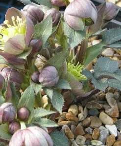 Future Forests All Perennials Helleborus X Sternii