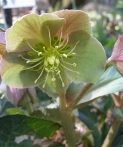 Future Forests All Perennials Helleborus X Sternii