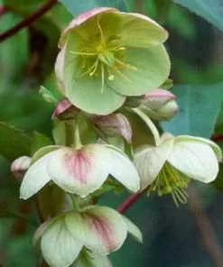 Future Forests All Perennials Helleborus X Sternii