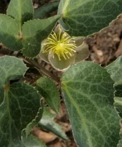 Future Forests All Perennials Helleborus X Sternii