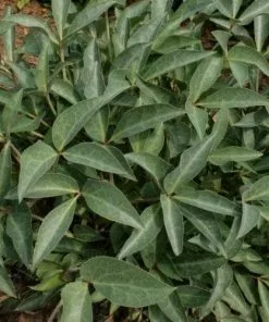 Future Forests All Perennials Helleborus X Sternii