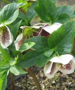 Future Forests Helleborus X Hybridus
