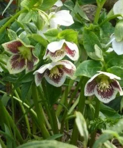 Future Forests Helleborus X Hybridus