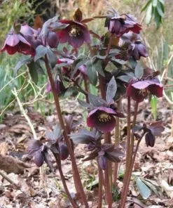 Future Forests Helleborus X Hybridus