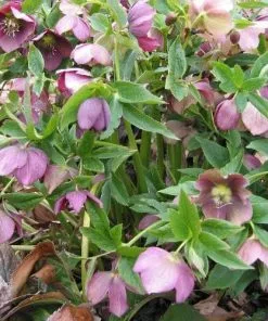 Future Forests Helleborus X Hybridus