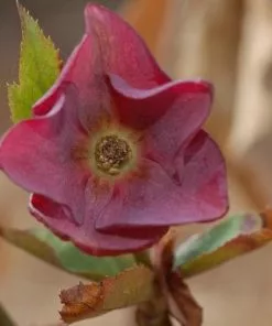 Future Forests Helleborus X Hybridus