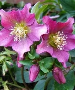 Future Forests Helleborus X Hybridus
