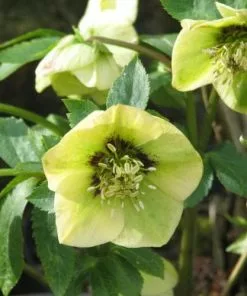 Future Forests Helleborus X Hybridus