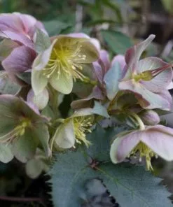 Future Forests All Perennials Helleborus X Sternii Silver Dollar