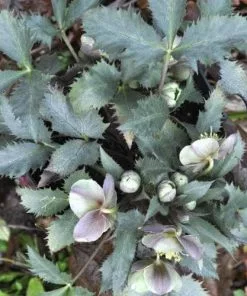 Future Forests All Perennials Helleborus X Sternii Silver Dollar