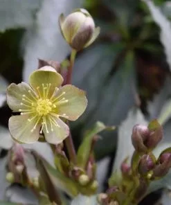 Future Forests All Perennials Helleborus X Sternii Silver Dollar