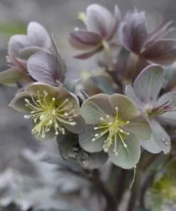 Future Forests All Perennials Helleborus X Sternii Silver Dollar