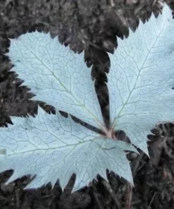 Future Forests All Perennials Helleborus X Sternii Silver Dollar