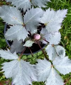 Future Forests All Perennials Helleborus X Sternii Silver Dollar