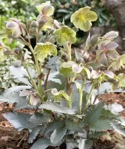 Future Forests All Perennials Helleborus X Sternii Silver Dollar