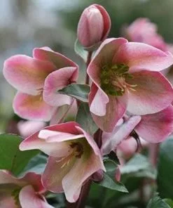 Future Forests Helleborus X Ericsmithii Angel Glow All Perennials 9 Future Forests Helleborus X Ericsmithii Angel Glow All Perennials