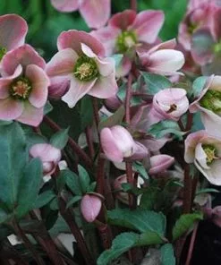 Future Forests Helleborus X Ericsmithii Angel Glow All Perennials